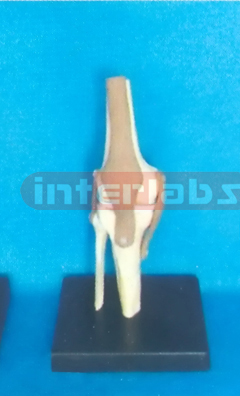 ADVANCED BIG L-KNEE JOINT FUNCTIONAL MODEL (EUR)